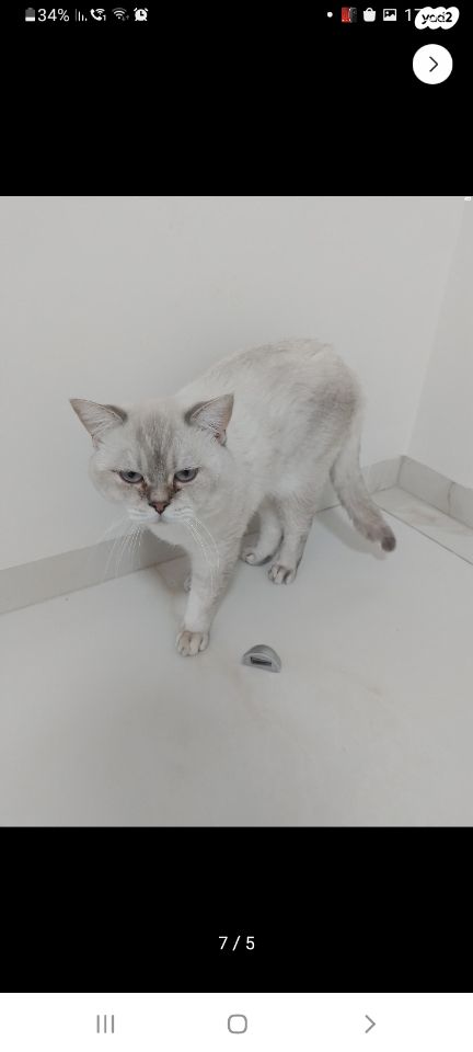 תמונת מודעה - חיות מחמד