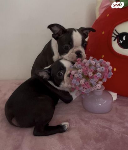 כלב בוסטון טרייר