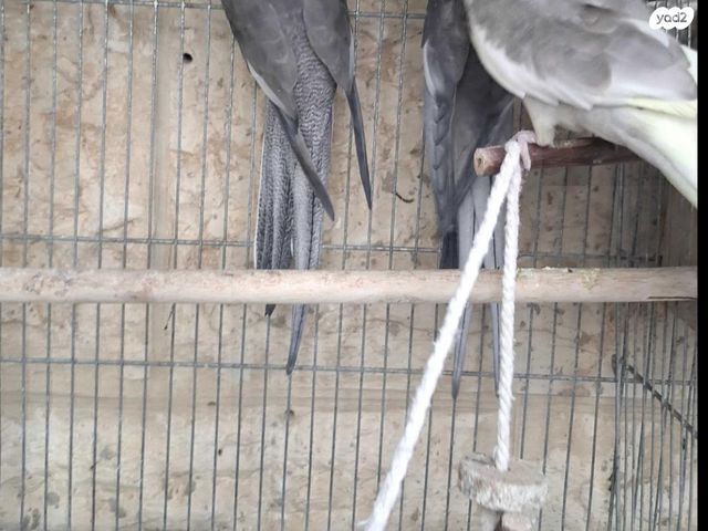 תוכי קוקוטייל