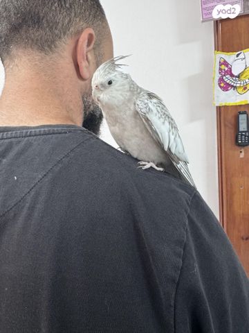 תוכי קוקוטייל