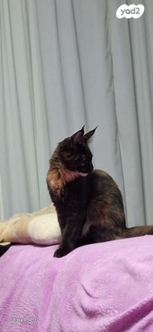 חתול מיין קון