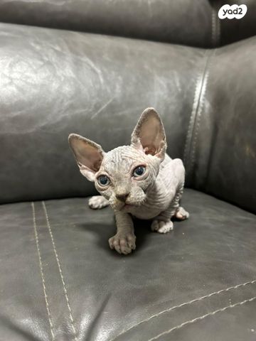 חתול ספינקס