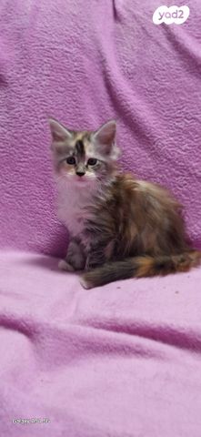 חתול מיין קון