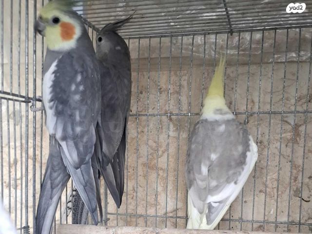 תוכי קוקוטייל