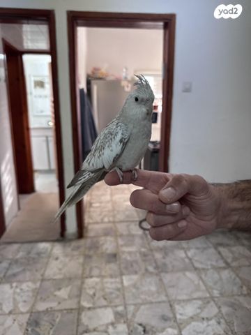 תוכי קוקוטייל