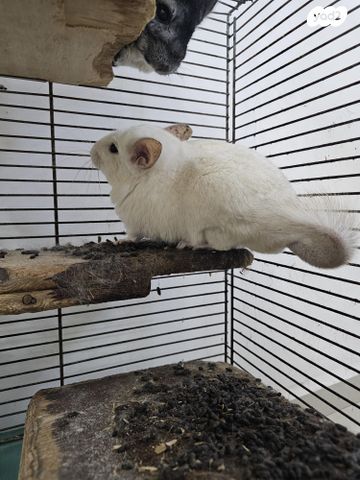 מכרסם צ'ינצ'ילה