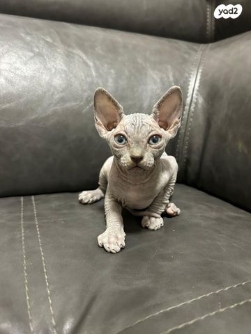 חתול ספינקס