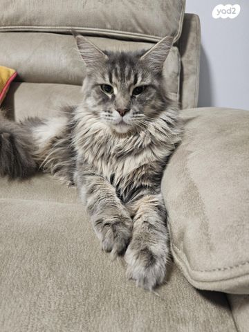 חתול מיין קון