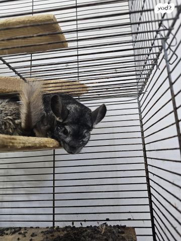 מכרסם צ'ינצ'ילה