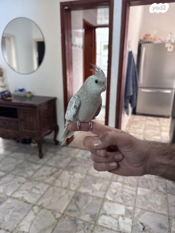 תוכי קוקוטייל