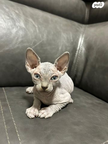 חתול ספינקס