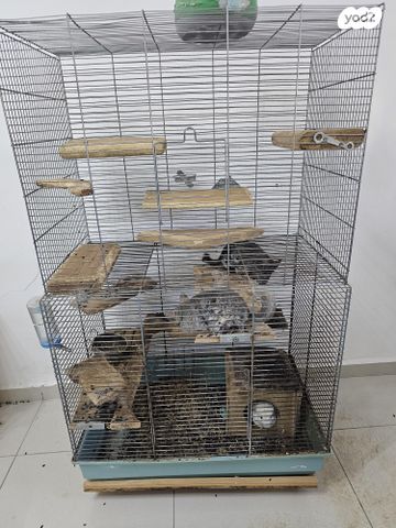 מכרסם צ'ינצ'ילה