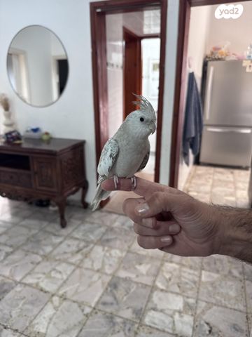 תוכי קוקוטייל