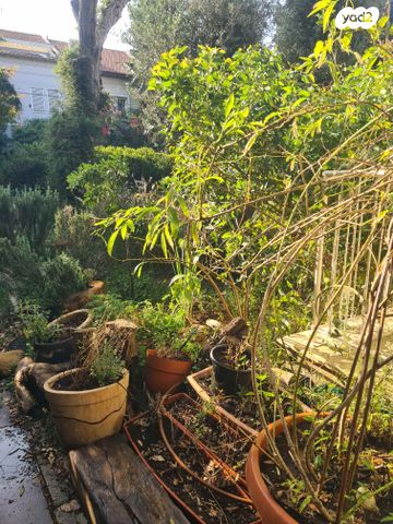 דירה, רמת אביב, תל אביב יפו