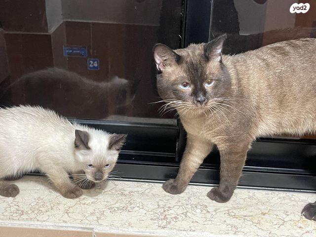 תמונת מודעה - חיות מחמד