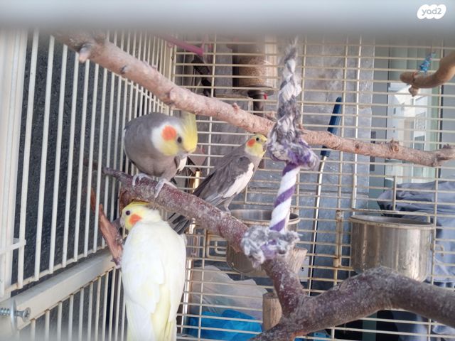 תמונת מודעה - חיות מחמד