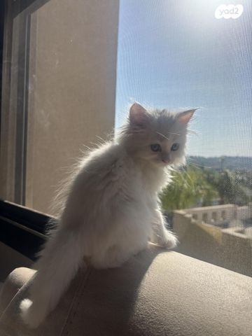 תמונת מודעה - חיות מחמד