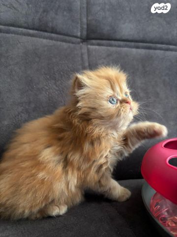 תמונת מודעה - חיות מחמד