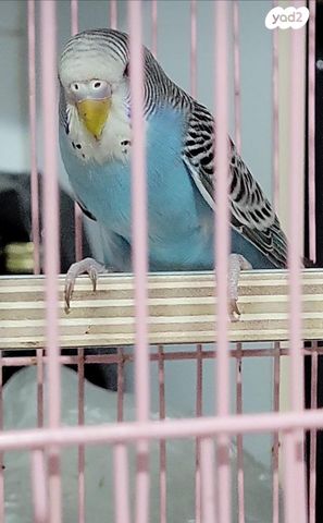 תמונת מודעה - חיות מחמד