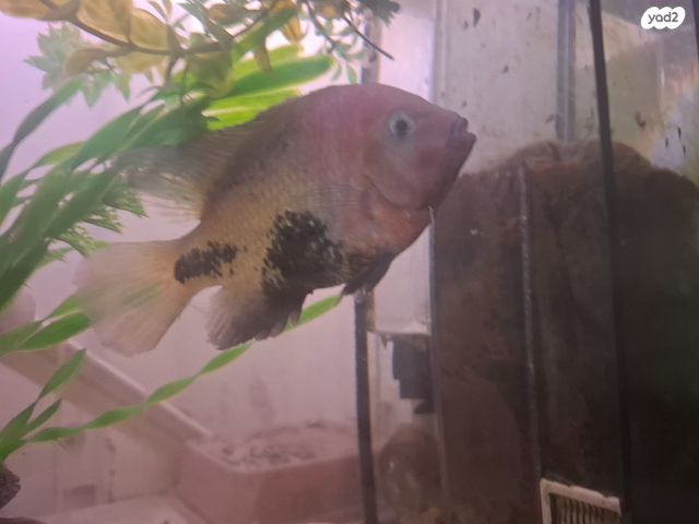 תמונת מודעה - חיות מחמד