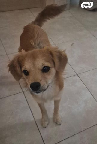 תמונת מודעה - חיות מחמד