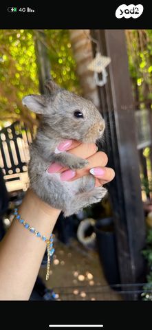 תמונת מודעה - חיות מחמד