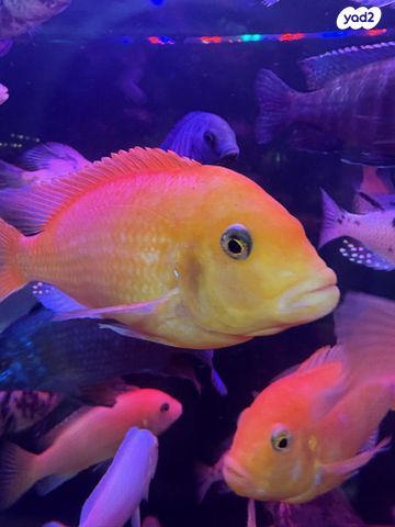 תמונת מודעה - חיות מחמד