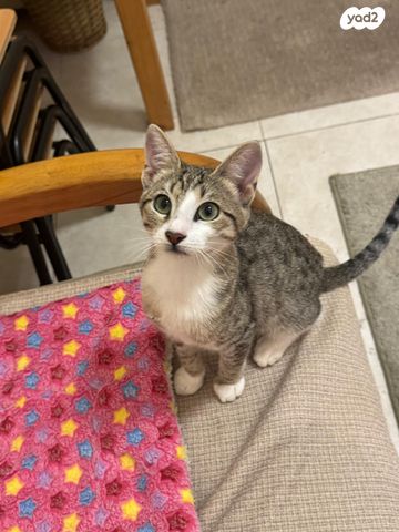 תמונת מודעה - חיות מחמד