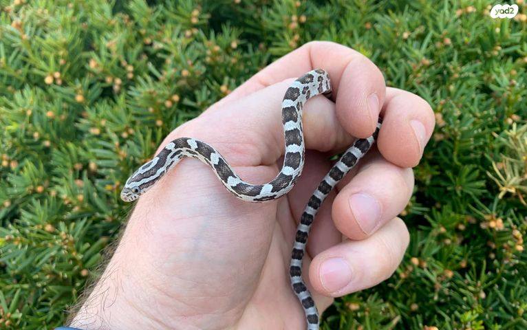 תמונת מודעה - חיות מחמד