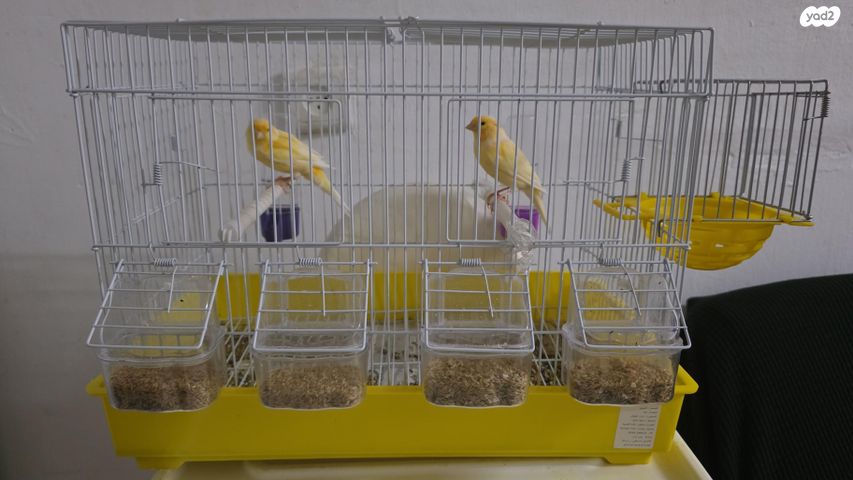 תמונת מודעה - חיות מחמד