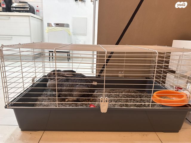 תמונת מודעה - חיות מחמד