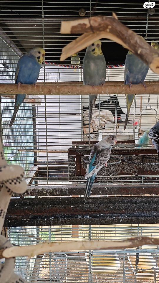 תמונת מודעה - חיות מחמד