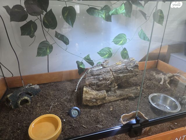 תמונת מודעה - חיות מחמד