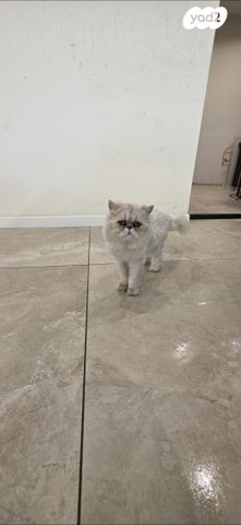 תמונת מודעה - חיות מחמד