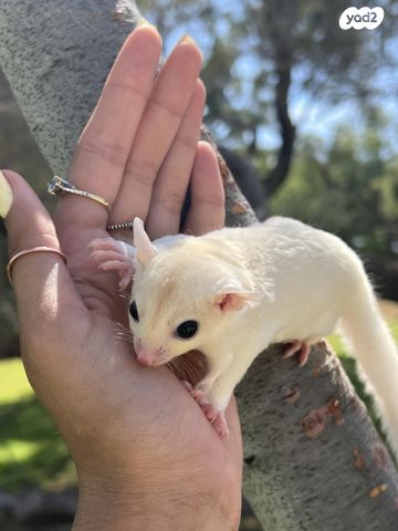 תמונת מודעה - חיות מחמד