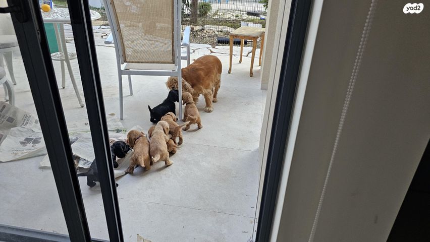 תמונת מודעה - חיות מחמד