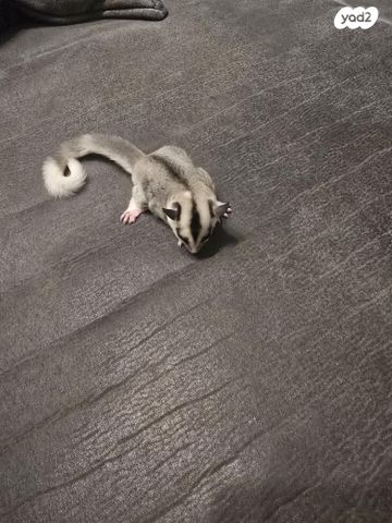 תמונת מודעה - חיות מחמד