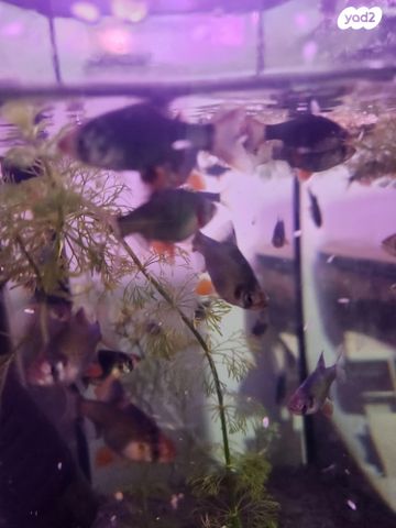 תמונת מודעה - חיות מחמד