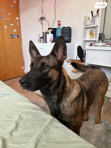 תמונת מודעה - חיות מחמד