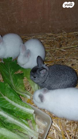 תמונת מודעה - חיות מחמד