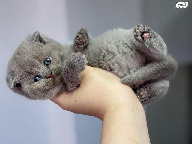 תמונת מודעה - חיות מחמד