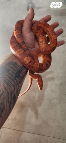 תמונת מודעה - חיות מחמד