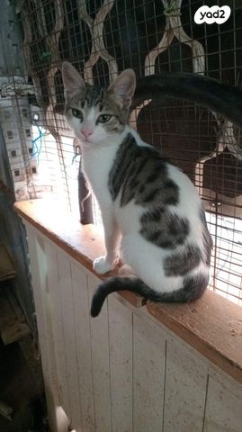 תמונת מודעה - חיות מחמד