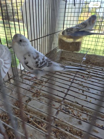 תמונת מודעה - חיות מחמד