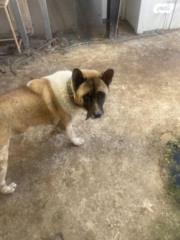 תמונת מודעה - חיות מחמד