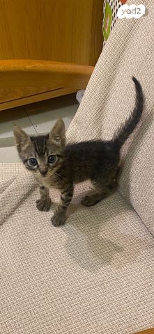 תמונת מודעה - חיות מחמד