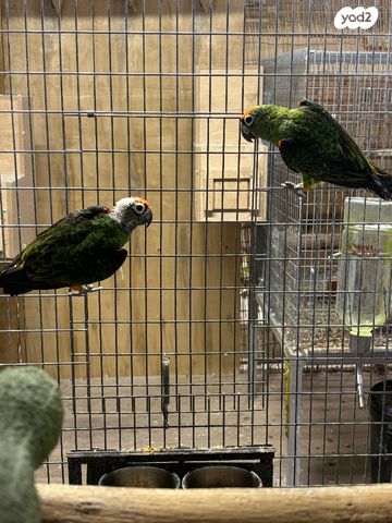 תמונת מודעה - חיות מחמד