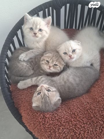 תמונת מודעה - חיות מחמד