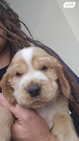 כלב קוקר ספניאל