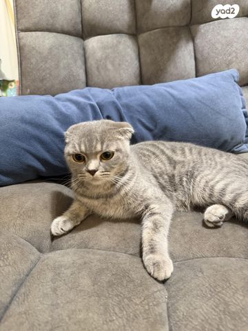 תמונת מודעה - חיות מחמד